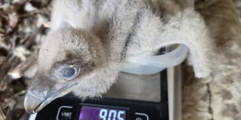 El Zoobot&aacute;nico de Jerez celebra el nacimiento de su segundo pollo de quebrantahuesos