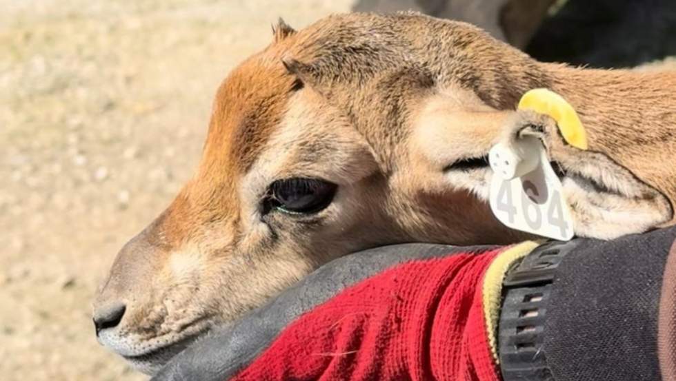 La hembra de gacela dama