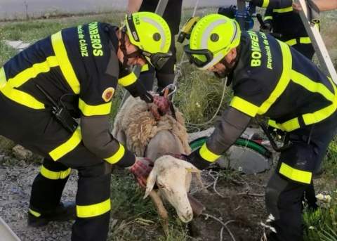 Los Bomberos de Jerez rescatan sana y salva a una oveja que hab&iacute;a ca&iacute;do a un pozo en El Portal