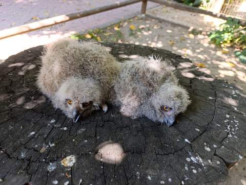 El Zoobot&aacute;nico de Jerez celebra el nacimiento de dos cr&iacute;as de b&uacute;ho real