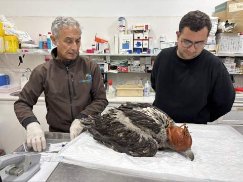 El Zoobot&aacute;nico de Jerez consolida su liderazgo europeo con el traslado a Francia de su segundo quebrantahuesos