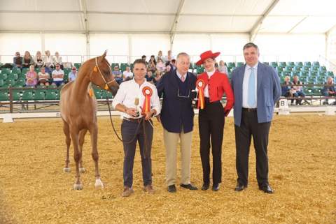 El Pura Raza &Aacute;rabe deslumbra en la Feria del Caballo 2026 con un certamen de alto nivel