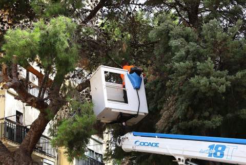Medio Ambiente retira ramas de gran altura en la plaza J&uacute;piter para evitar riesgos a los peatones