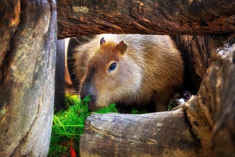 El Zoobot&aacute;nico Jerez celebra el D&iacute;a Internacional de las Capibaras con una programaci&oacute;n especial en sus instalaciones renovadas