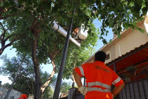 Campa&ntilde;a de poda en plaza El Roc&iacute;o, La Constancia y La Granja para garantizar la seguridad vial y vecinal