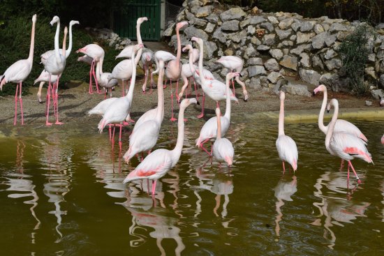 El virus del Nilo obliga a cerrar el Zoo de Jerez tras detectarse dos aves positivas