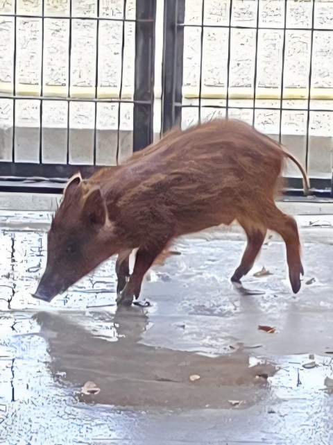 Rescatado un jabato del interior de la laguna del Complejo Municipal de Chap&iacute;n