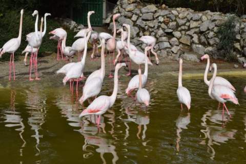 El virus del Nilo obliga a cerrar el Zoo de Jerez tras detectarse dos aves positivas