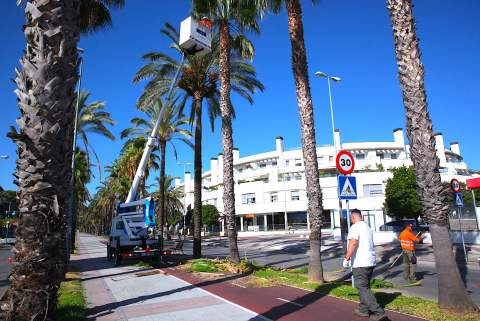 Inician la poda de palmeras y el acondicionamiento de colegios gracias al refuerzo del nuevo contrato de parques y jardines