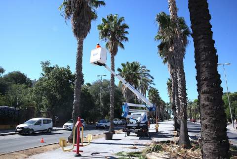 Las palmeras y el arbolado aceleran su puesta a punto para prevenir riesgos en las calles