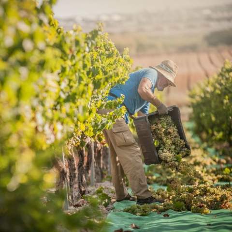 El Marco de Jerez roza los 60 millones de kilos de uva en una recta final de vendimia marcada por la alta calidad
