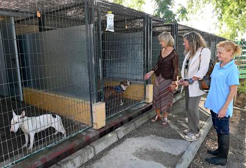 Carmen Pina aclara que la partida de 60.000 euros para Protecci&oacute;n Animal fue devuelta &iacute;ntegramente tras el Pleno de mayo