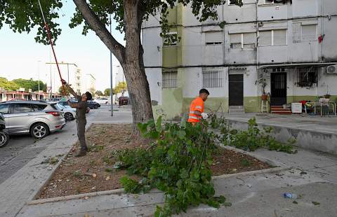 El Ayuntamiento intensifica la poda de palmeras y &aacute;rboles en distintos puntos de la ciudad